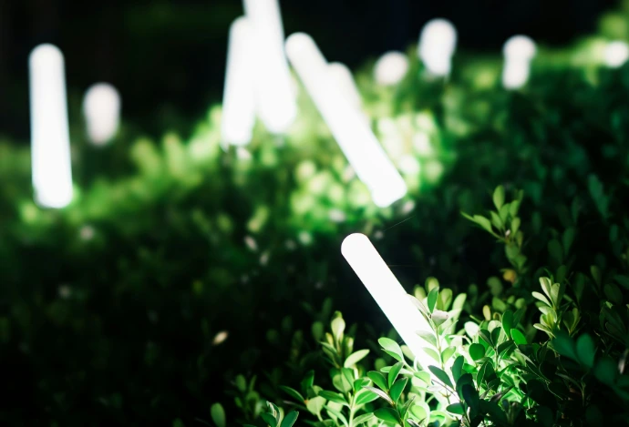 White glowing lights illuminate green bushes at night.